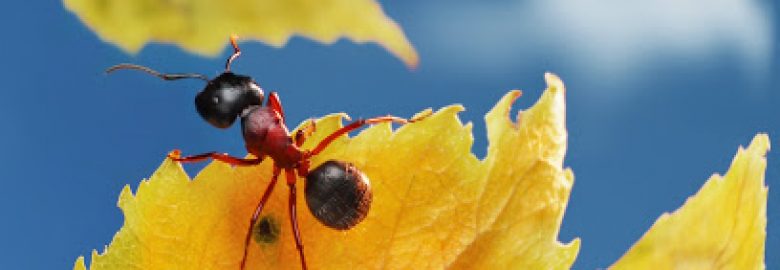 Omaha Pest Control, Inc.